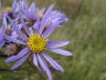 Aster amelle - 